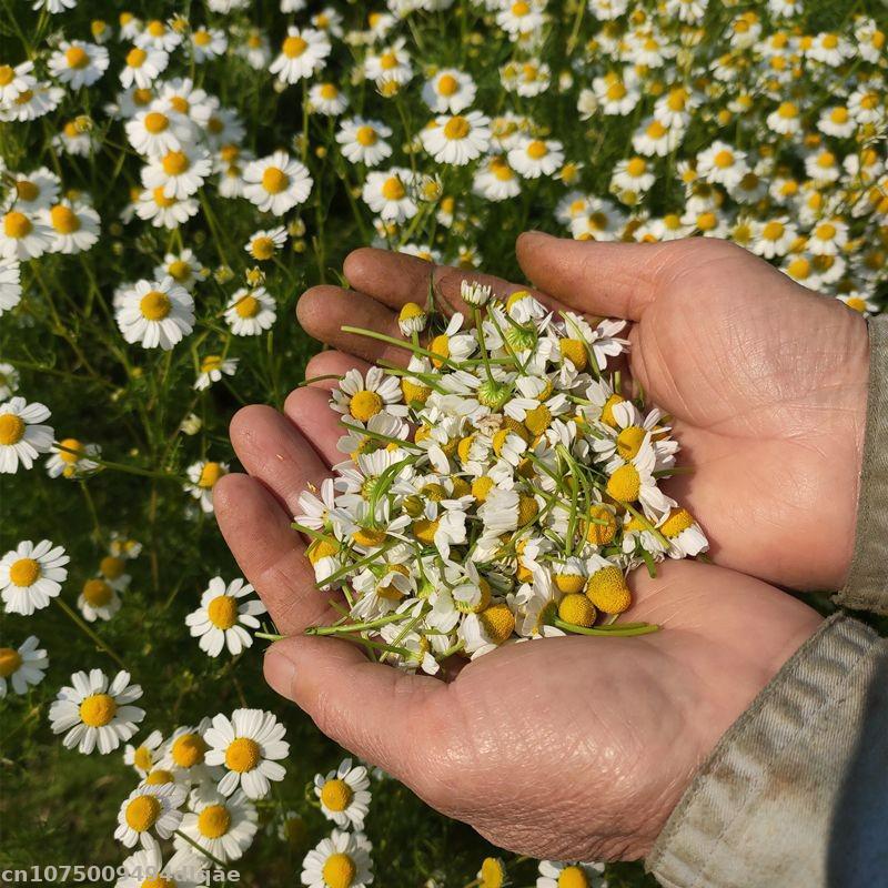 Flores Secas de Manzanilla 100 - Chamomile Tea reseña y precio